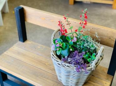 プランター バスケットの寄せ植えやミニ観葉 花苗販売中 花屋ブログ 福井県鯖江市の花屋 花 ひろにフラワーギフトはお任せください 当店は 安心と信頼の花キューピット加盟店です 花キューピットタウン