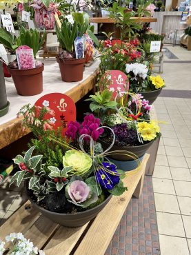 年末年始を彩る、年越しのお花は花ひろ各店にて|「花ひろ」　（福井県鯖江市の花屋）のブログ